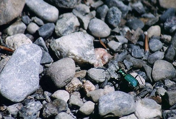 Six-Spotted Green Tiger Beetle in Saint-Gregoire