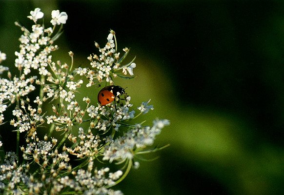 7-spotted Lady Beetle