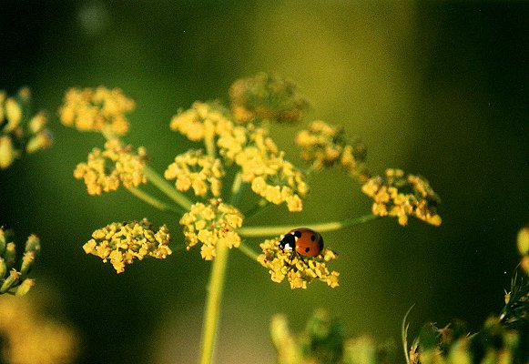 7-spotted Lady Beetle