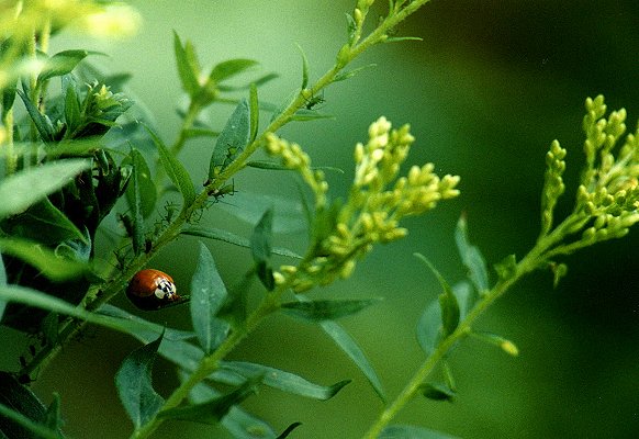 Multicolored Asian Lady Beetle feeding on aphids