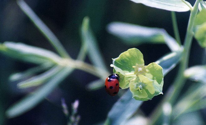 7-spotted Lady Beetle in Longueuil