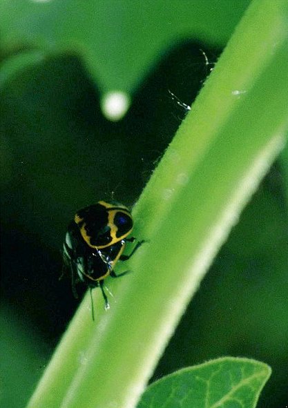 Milkweed Leaf Beetle