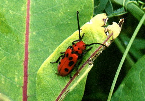 Red Milkweed Beetle
