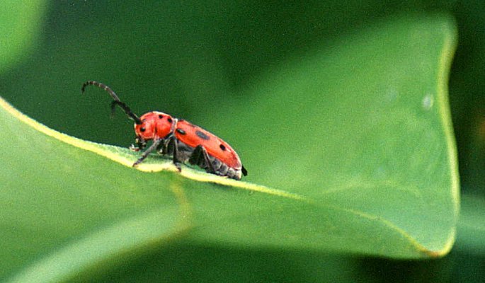 Red Milkweed Beetle