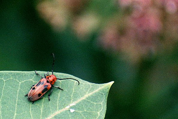 Red Milkweed Beetle