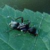 ant-like Beetle