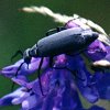 black Beetle