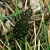 Brown Tiger Beetle