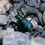Tiger Beetles