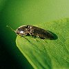 Click Beetle
