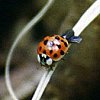 Multicolored Asian Lady Beetle