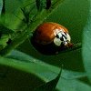Multicolored Asian Lady Beetle