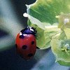 Seven-spotted Ladybug