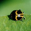 Milkweed Leaf Beetle