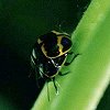 Milkweed Leaf Beetle