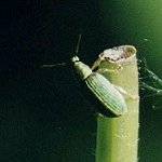 Other Beetles