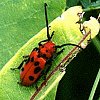 Red Milkweed Beetle