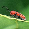 Red Milkweed Beetle