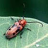 Red Milkweed Beetle