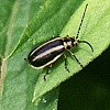 striped Beetle