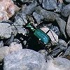 6-Spotted Green Tiger Beetle