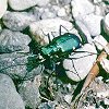 6-Spotted Green Tiger Beetle