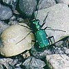 6-Spotted Green Tiger Beetle