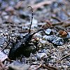 White-spotted Sawyer