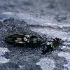 flat Beetle