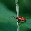 scarlet Beetle