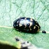 spotted Beetle