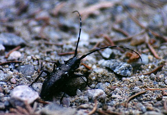 White-spotted Sawyer in mont Tremblant