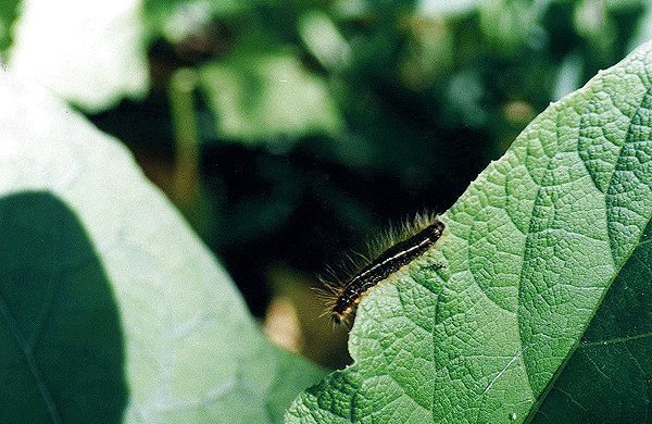 unknown Caterpillar