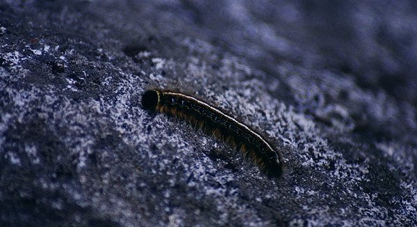 unknown Caterpillar