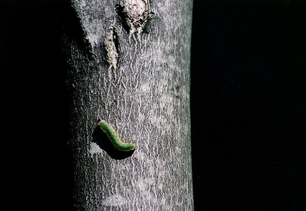 unknown green Caterpillar