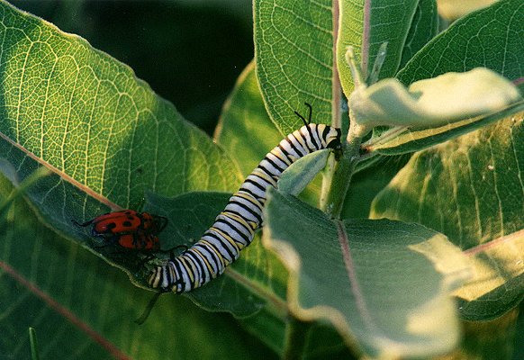 Caterpillar of the Monarch butterfly