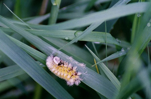 unknown Caterpillar