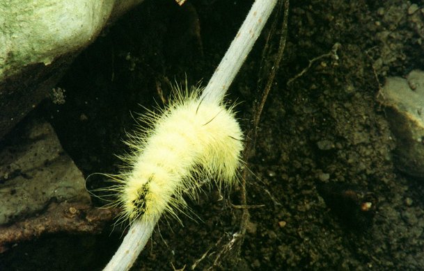 unknown Caterpillar