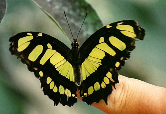 Exotic Butterfly in Arche des Papillons