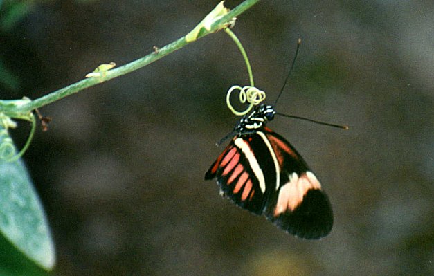 Exotic Butterfly in Arche des Papillons