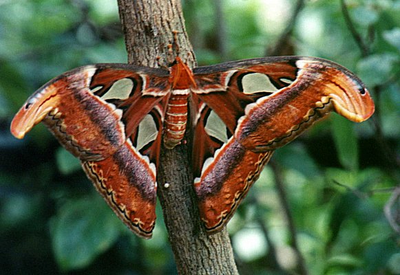Exotic Butterfly in Arche des Papillons