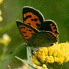 American Copper