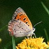 American Copper