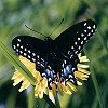 Black Swallowtail