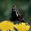 Black Swallowtail