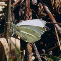 Cabbage White