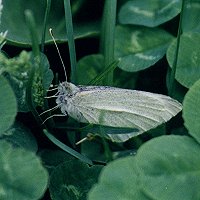 Cabbage White