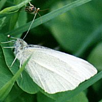 Cabbage White