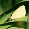Cabbage White