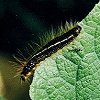 Caterpillar
